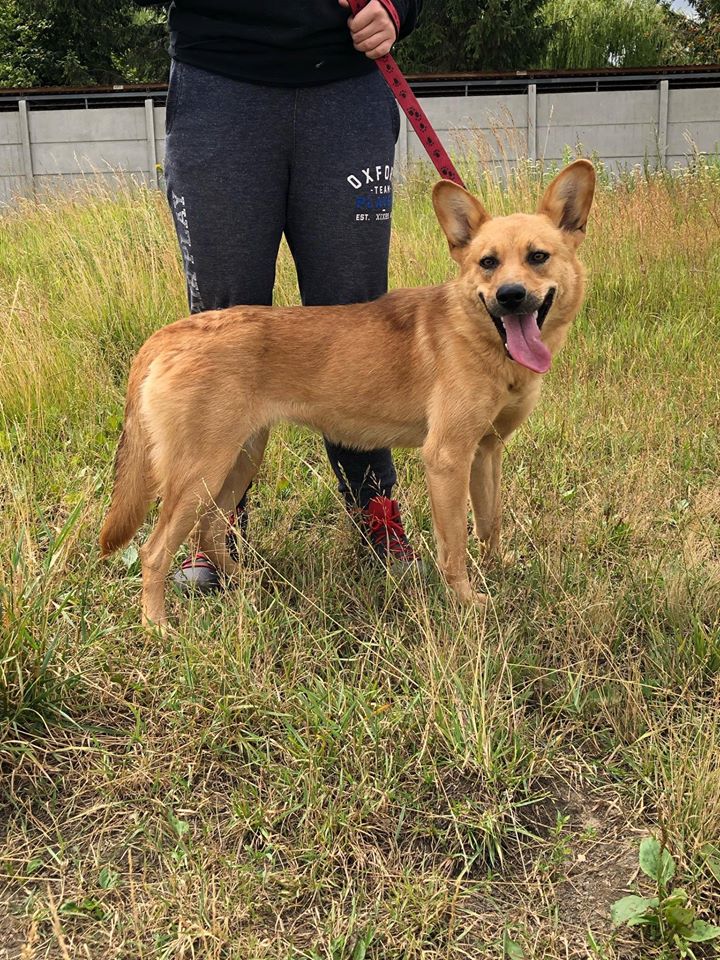 KIRA Schronisko w Pawłowie