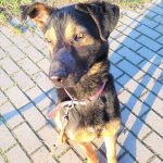 KARBON (5513)