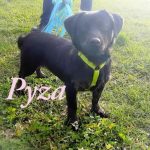 Pyza (6056)