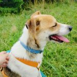 Arlo (6141)